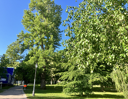Träd i universitetsparken