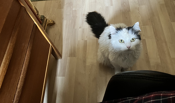 Citrus vid skrivbordet