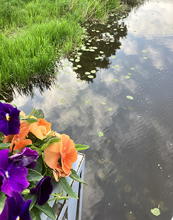 Näckrosor och blommor Fyrisån