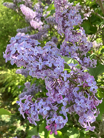 Syrenerna blommar i Slottsträdgården