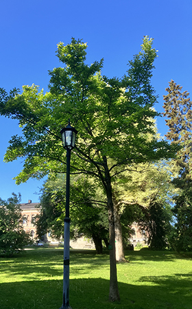 Universitetshuset skymtar bakom träden i parken