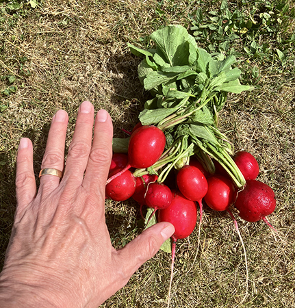 Stora rädisor och min hand