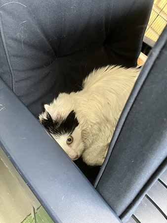 Citrus har hoppat ner i Annas stolsdyna på balkongen