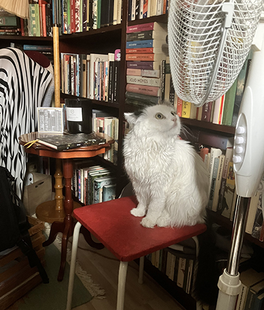 Citrus på pall i Bokrummet gillar golvfläkten