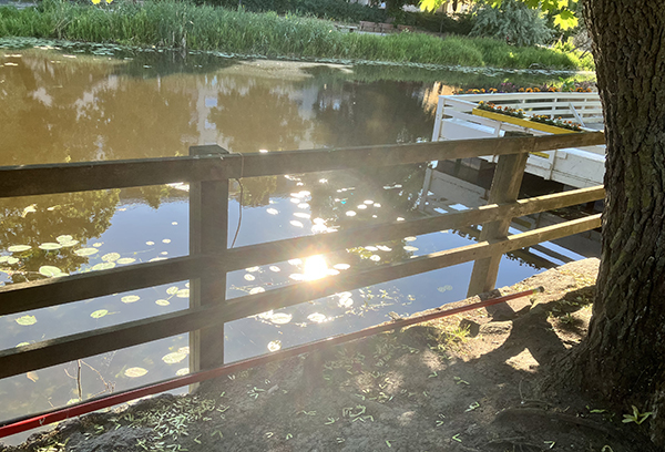 Sol och näckrosor i Fyrisån