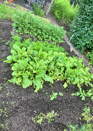 Grönsaks o potatisland