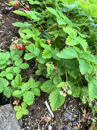 Smultron i Slottsträdgården