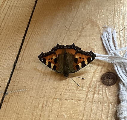 Fjäril på Slottsgolvet