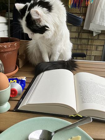 Citrus på balkongbordet när jag äter frukost