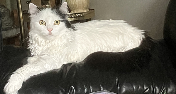 Citrus på soffans armstöd