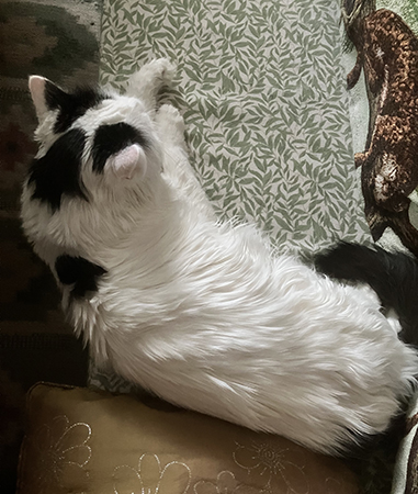 Citrus sover i Annas kökssoffa