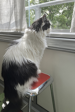 Lucifer på pallen tittar ut genom balkonginglasningen