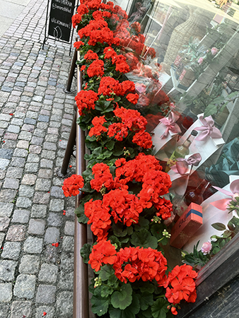 Pelargoner utanför teaffären på Stora torget