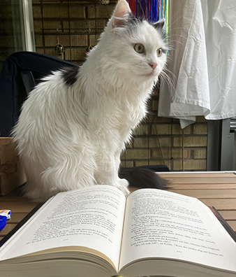 Citrus har koll ovanpå balkongbordet