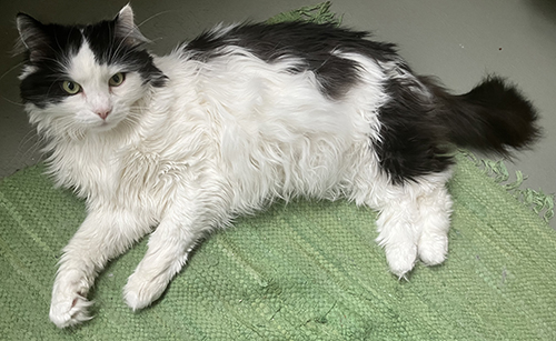 Lucifer på mattan på balkongolvet