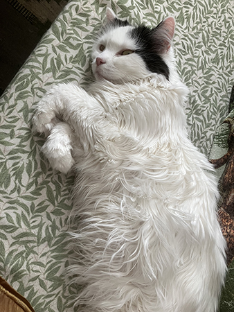 Citrus på kökssoffan