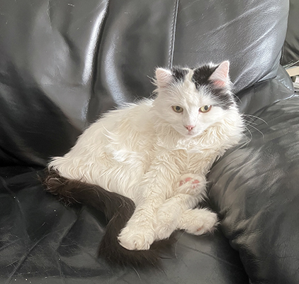 Citrus i Annas fåtölj