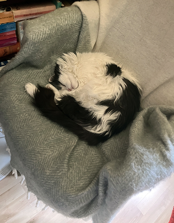 Lucifer ihoprullad på pläden i min skrivbordsstol