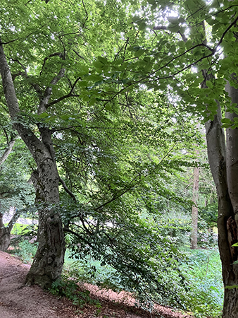 Grönt i Mördarbacken