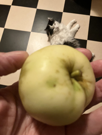 Äpple från Slottsträdgården o Lucifer på köksgolvet