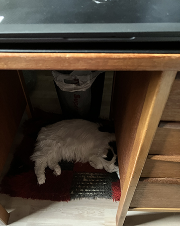 Citrus under skrivbordet