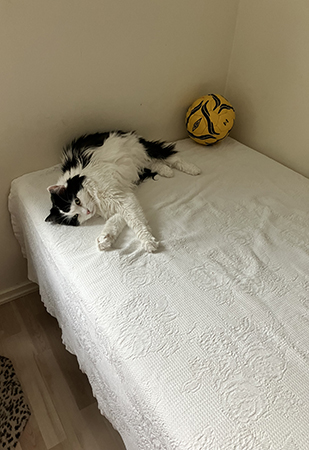 Lucifer på sängen i Pojkrummet