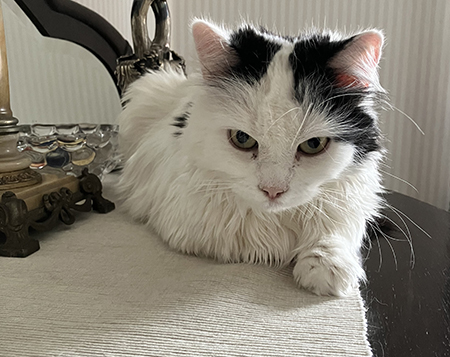 Citrus på ekbyffén närbild