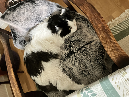 Lucifer i min stol vid matbordet