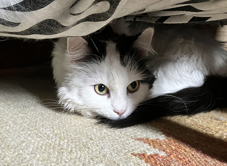 Citrus under farfarsfåtöljen