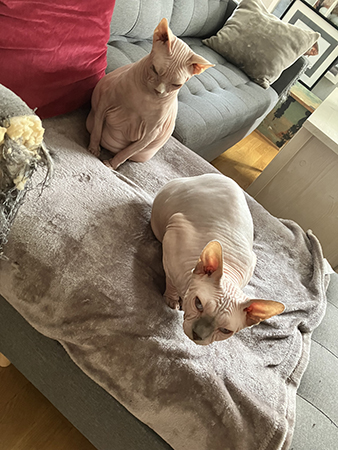 Herrarna Hamilton och Ice