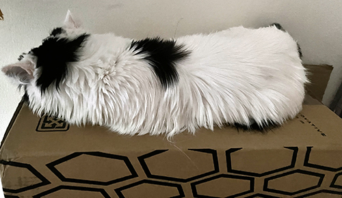 Citrus på en kartong med ryggen mot kameran