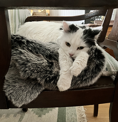 Citrus på min stol vid matbordet