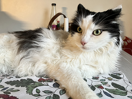 Lucifer kollar in Annas matlagning från köksbordet