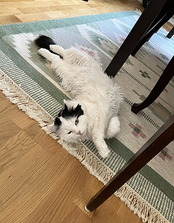 Citrus på golvet vid min stol i matrummet