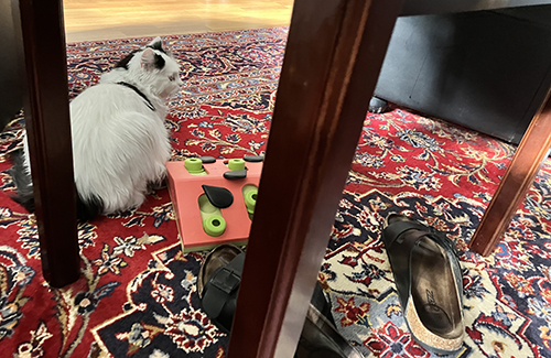 Citrus på mattan i Salen