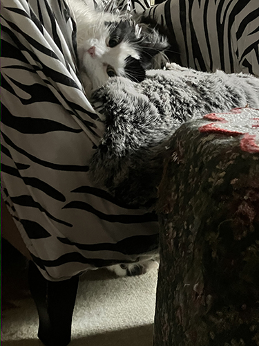 Lucifer i zebrafåtöljen Citrus under