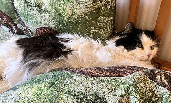 Lucifer på kudde i Annas kökssoffa