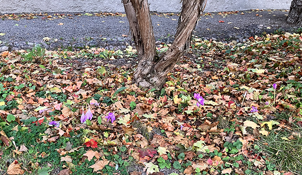 Backsippor och höstlöv