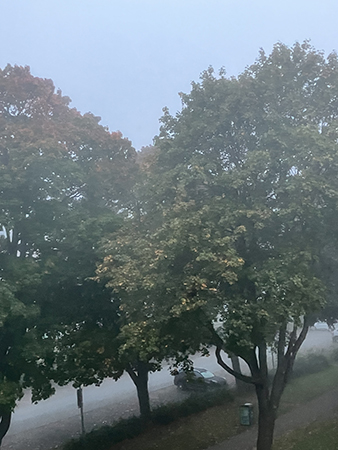 Dimmigt bland träden i allén