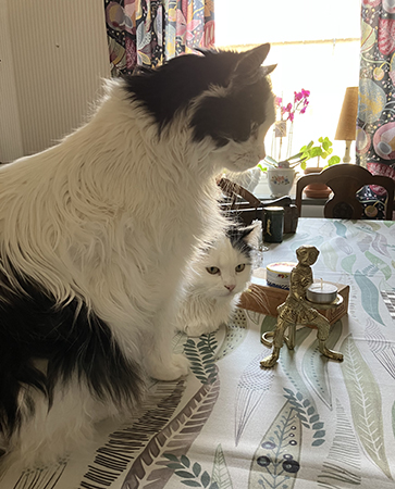 Lucifer och Citrus på matbordet