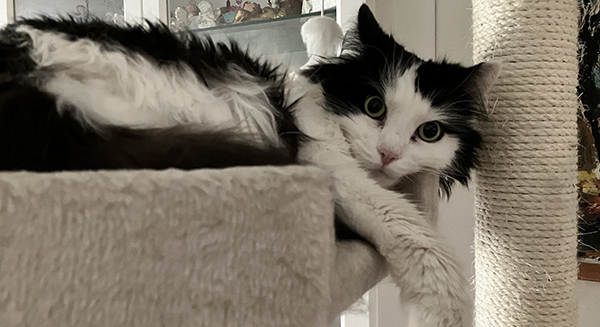 Lucifer på klätterpelaren i Salen