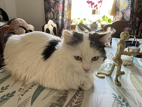 Citrus övervakerskan