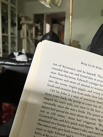 Boksida och Citrus i bakgrunden i Annas fåtölj