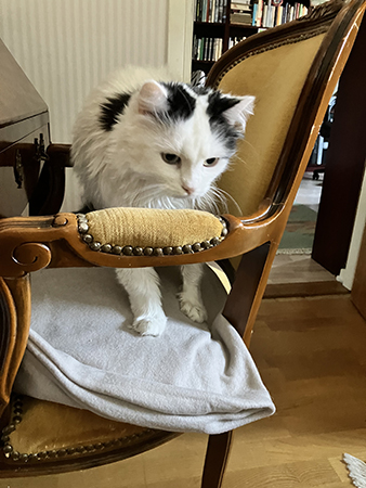 Citrus i gula stolen