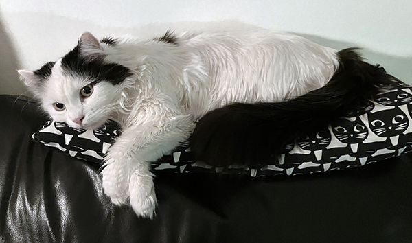 Citrus med tassarna i kors på kattkudde