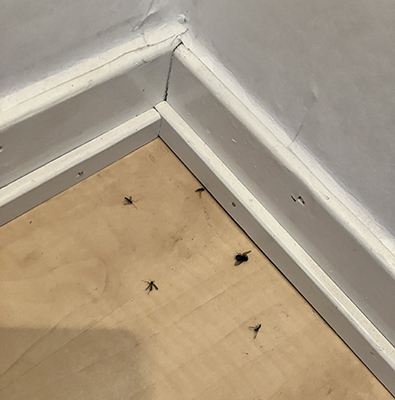 Jurtjyrkogården döda myggor på sovrumsgolvet