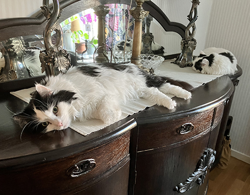 Lucifer och Citrus ligger på ekbyffén