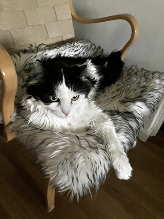 Lucifer på fällen i Bruno Mathssonfåtölj