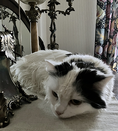 Citrus på ekbyffén