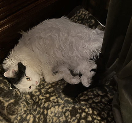 Citrus på leopardfilten i Bokrummet